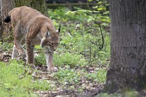 lince en el correr foto