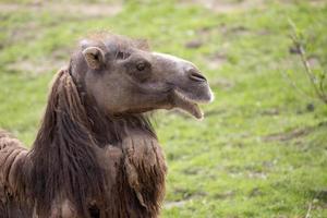 Camel in a clearing, a portrait photo