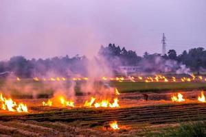 agricultural waste burning cause of smog and pollution. Fumes produced by the incineration of hay and rice straw in agricultural fields. PM 2.5 dust in agriculture at rural Thailand. photo