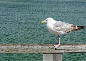 Summer at baltic Sea,Schleswig-Holstein,Germany photo