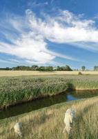 Agricultural Farmland on Fehmarn at baltic Sea, Germany photo