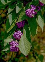 american Beautyberry shrub --Callicarpa americana--, Germany photo
