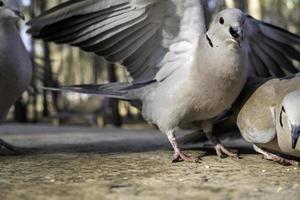 Pigeons eating in a forest photo