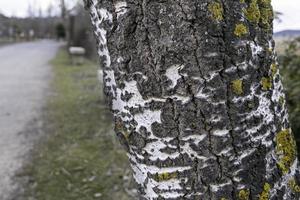 tronco de arbol en el bosque foto