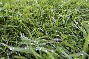 Wet green grass photo