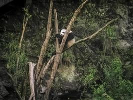 A Tibetan wild panda climbed a tree. photo