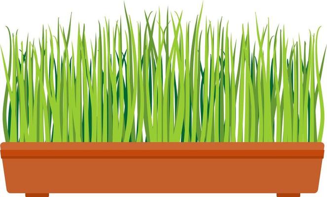 Fresh green grass in a rectangular pot. Young green grass in pot. Indoor, houseplant for interior decoration. Home decor element. Symbol of growth and ecology