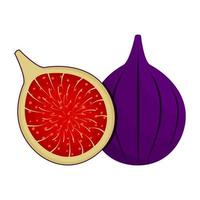 Figs Are Fruit That Comes From The Middle East With A Sweet Taste vector