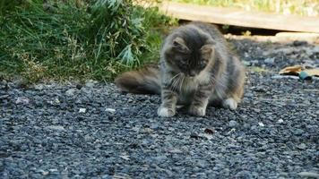 chaton apprend le monde autour il, observe et pièces avec le bourdon video