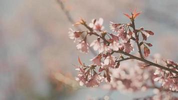 Pink cherry flowers branch in spring bloom. Japanese sakura. Hanami festival. video