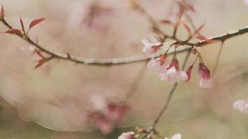 rosa körsbär blommor gren i vår blomma. japansk sakura. hanami festival. video