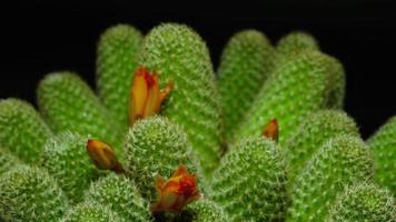 Beautiful cactus flower blooming time lapse isolated on black background. video