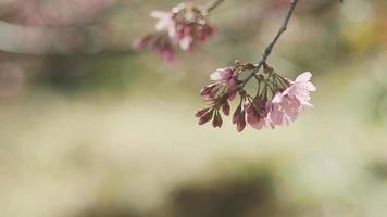 rama de flores de cerezo rosa en flor de primavera. sakura japonés. fiesta hanami video