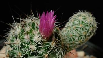 Beautiful cactus flower blooming time lapse isolated on black background. video