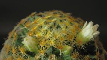 Beautiful cactus flower blooming time lapse isolated on black background. video