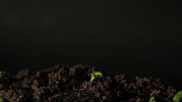 Growing seeds rising from soil time lapse 4k footage. video