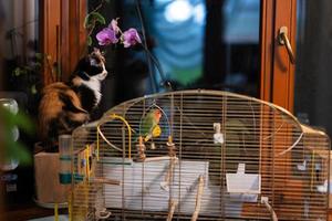 Cat looks at the parrot. Kitty vs love bird. photo