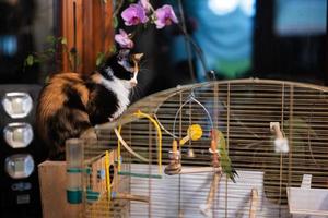 Cat looks at the parrot. Kitty vs love bird. photo