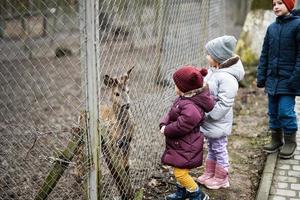 Kids feeding deer in a petting zoo farm. photo