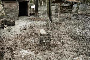 sucio Jabali salvaje cerdos en el lodo. foto