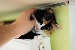 Cat lies on a heating radiator on a cold day.  Man's hand strokes a cat. photo