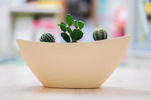 Three cacti in clay pot at room. photo