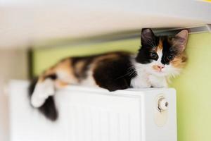 Cat lies on a heating radiator on a cold day. photo