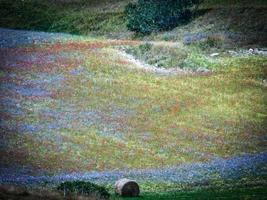 the colorful flowering of Castelluccio di Norcia, in Umbria. In the summer holiday period of 2014 photo