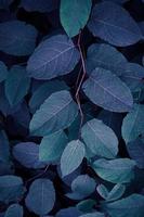 beautiful blue plant leaves in wintertime, blue background photo