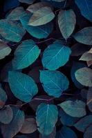 hermosa azul planta hojas en invierno, azul antecedentes foto