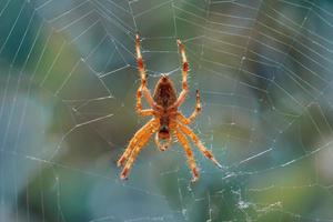 spider on the spider web waiting to hunt photo