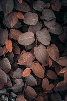 brown japanese knotweed plant leaves in autumn season, brown background photo
