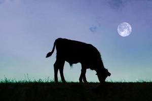 calf silhouette in the meadow with sunset background photo