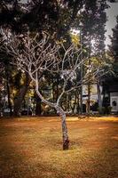 callejón en otoño. árbol sin hojas en otoño ciudad parque. naturaleza escena en puesta de sol niebla madera banco en escénico paisaje brillante ligero Dom amanecer de un soleado día, Mañana luz de sol vista. foto