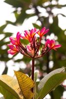plumeria flor floración en el jardín foto