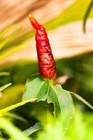 costarnos pictus en el jardín foto