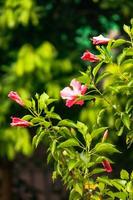 plumeria flower bloom in the garden photo