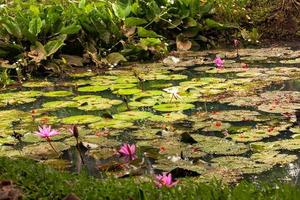 agua lirio loto en el jardín foto