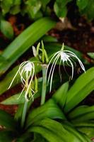 Crinum asiaticum in the garden photo