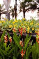 close up beautiful heliconia flower in a garden, background wallpaper, seamless pattern, high quality photo with blur background