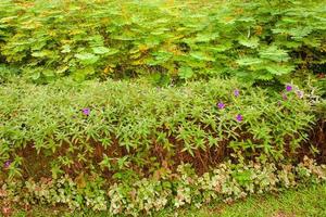 Garden with amazing plants and flowers. landscapes in the public park under a cloudy sky photo