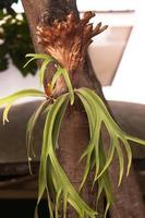 staghorn fem tree photo