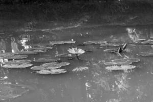 water lily lotus in the garden photo