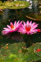 water lily lotus in the garden photo