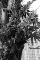 cuerno de alce helecho platycerium bifurcado, crece adjunto a el árbol en el jardín foto