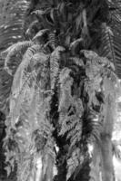 dynaria rigidula treen in the garden photo