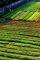 hermosa campo de arroz en el centrar de el ciudad, antecedentes fondo de pantalla, sin costura patrón, alta calidad foto