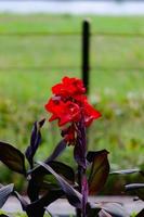 close up beautiful canna lily in a garden, background wallpaper, seamless pattern, high quality photo with blur background