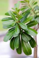 pittosporum tobira plants photo