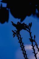 purple orchids in the garden photo